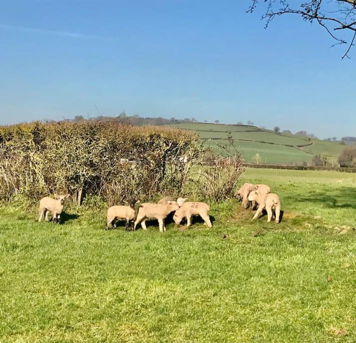 Rural Devon Retreat In Stunning Exe Valley. Exeter Exteriör bild